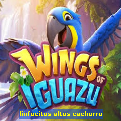 linfocitos altos cachorro