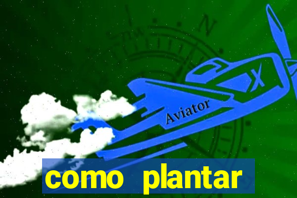 como plantar gergelim no vaso
