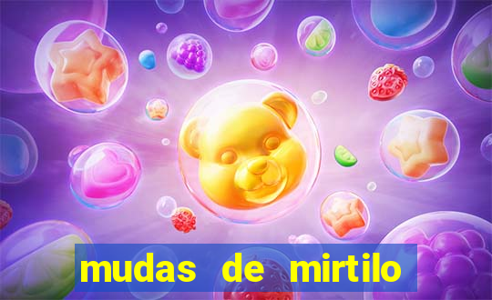mudas de mirtilo em porto alegre