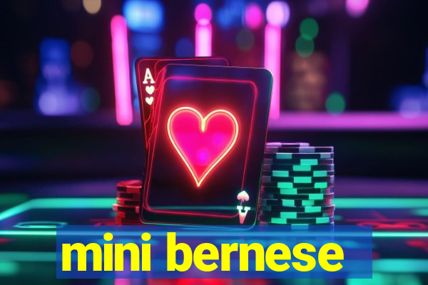 mini bernese