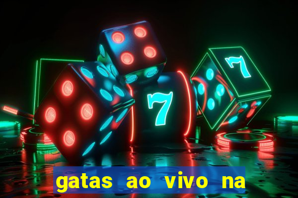 gatas ao vivo na web cam