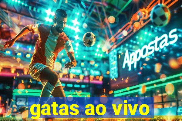 gatas ao vivo