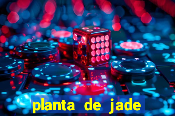 planta de jade significado espiritual