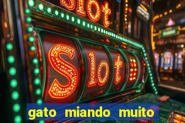 gato miando muito a noite o que fazer
